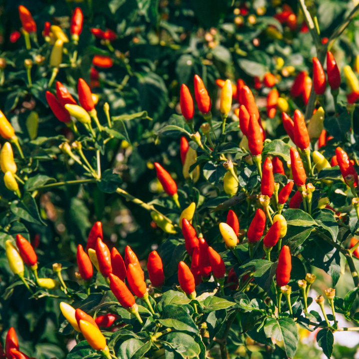 Pepper Crops