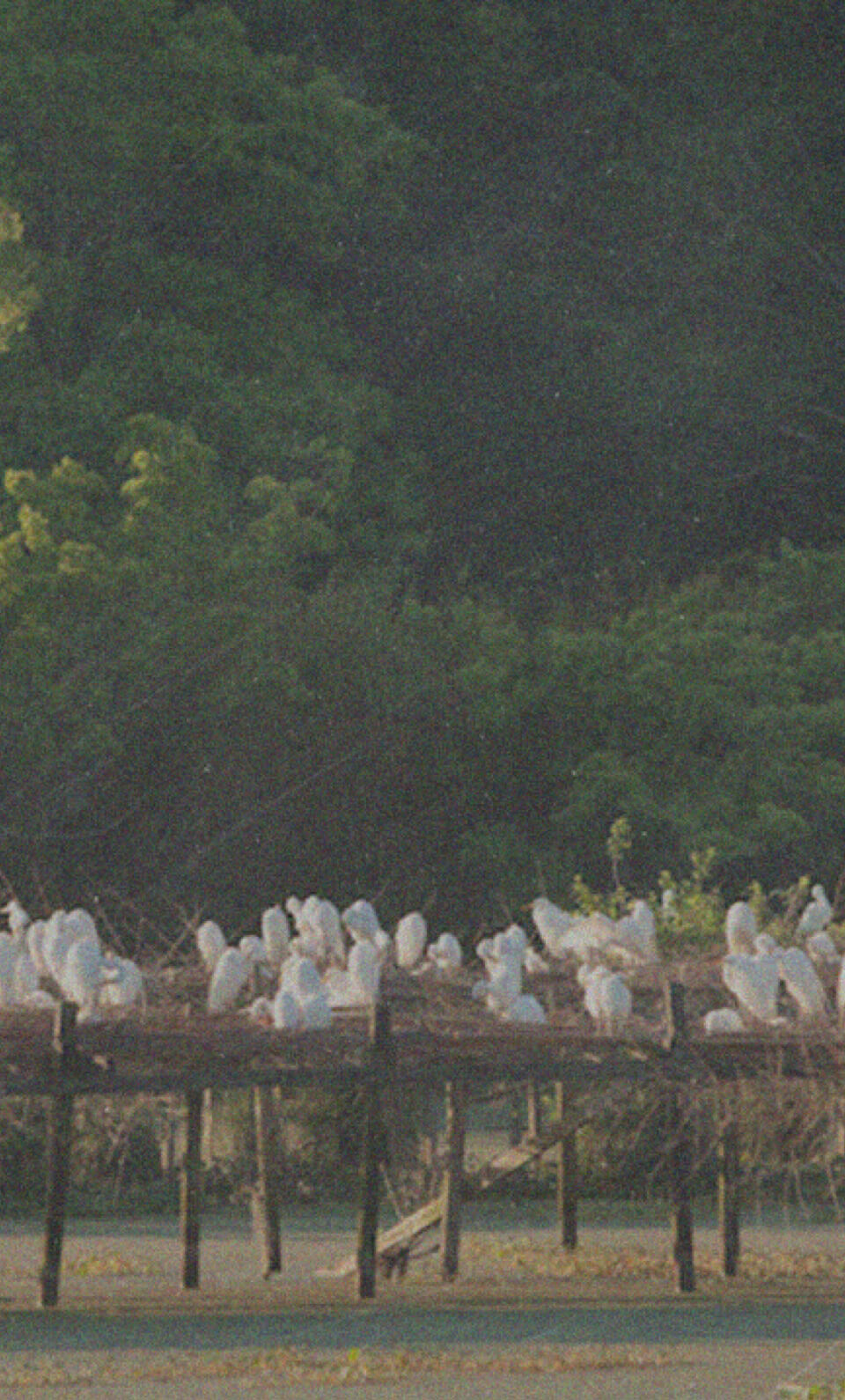 Our History TABASCO® Brand Legendary Pepper Sauce