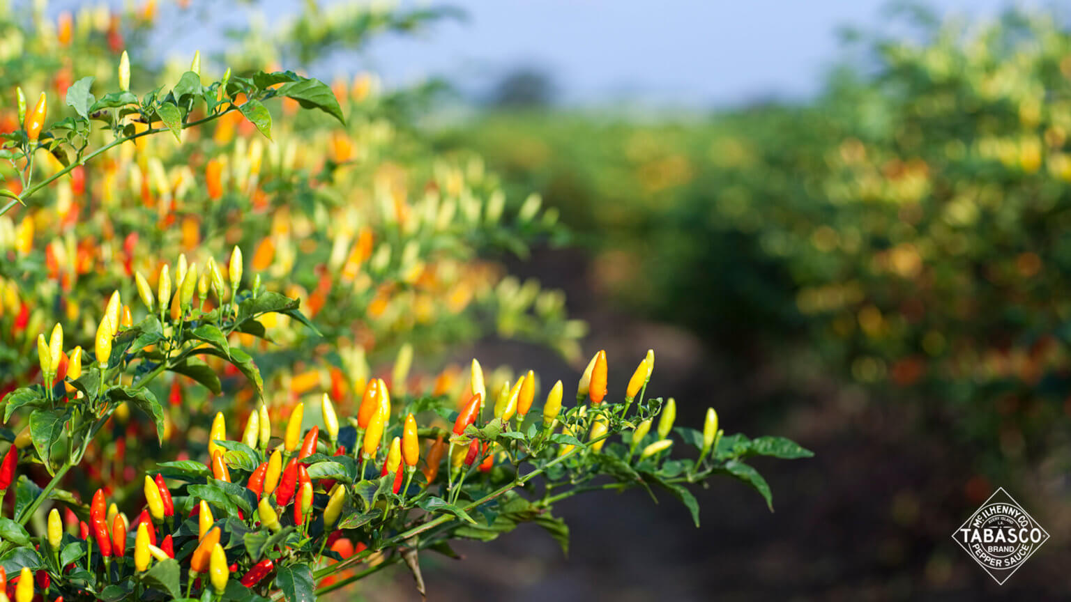 Avery Island Pepper Field - Download
